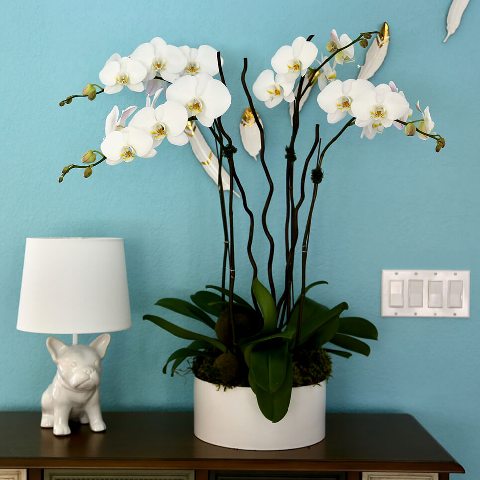 Evine Taze Hava Katacak Çiçekler